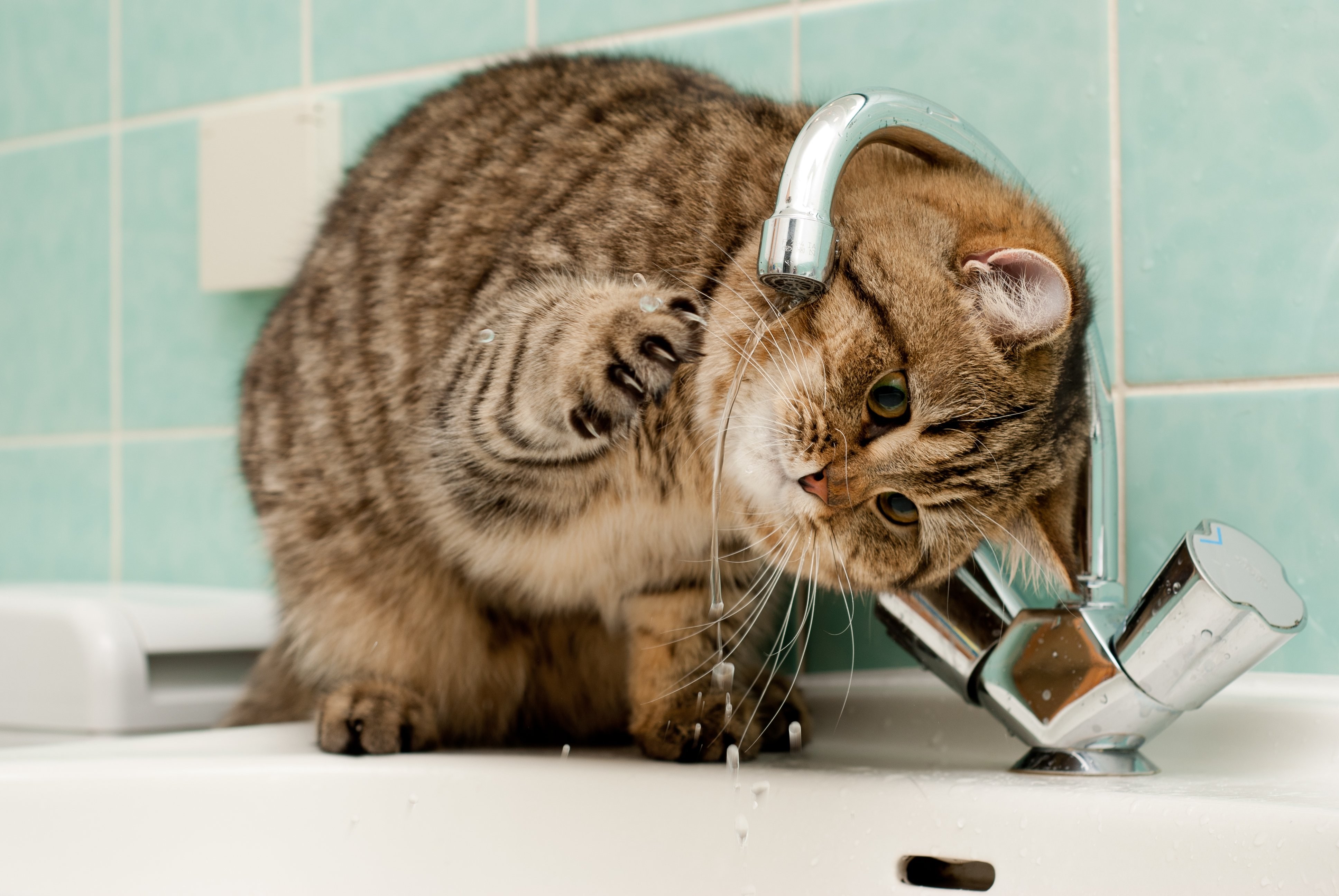 Кошка умывала нос. Котик умывается. Кот пьет воду из под крана. Котенок умываетс. Кот умывается под краном.