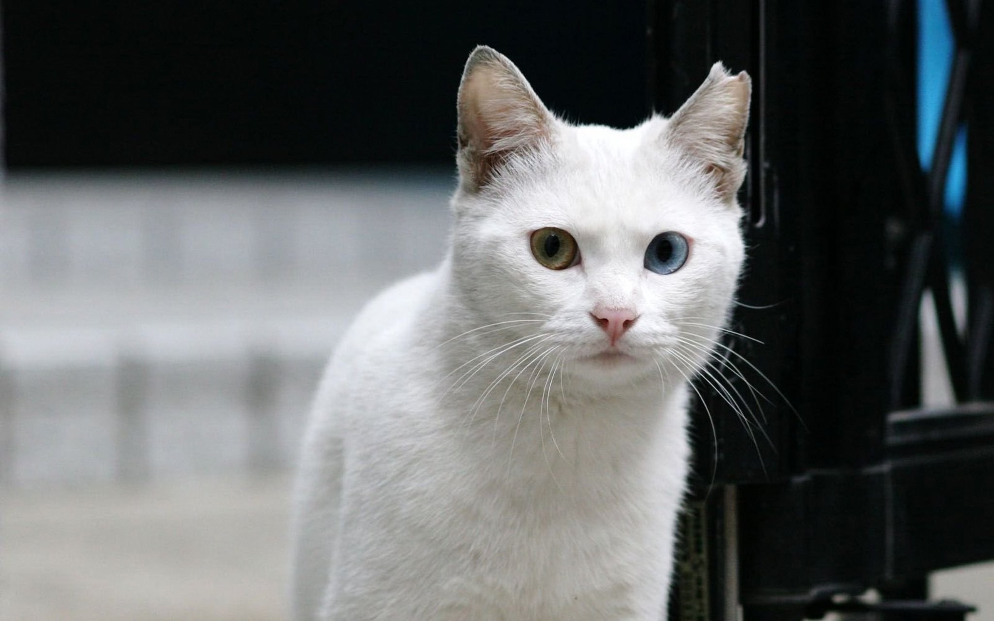 White cat. Белый кот. Белые коты. Белоснежная кошка. Красивый белый кот.