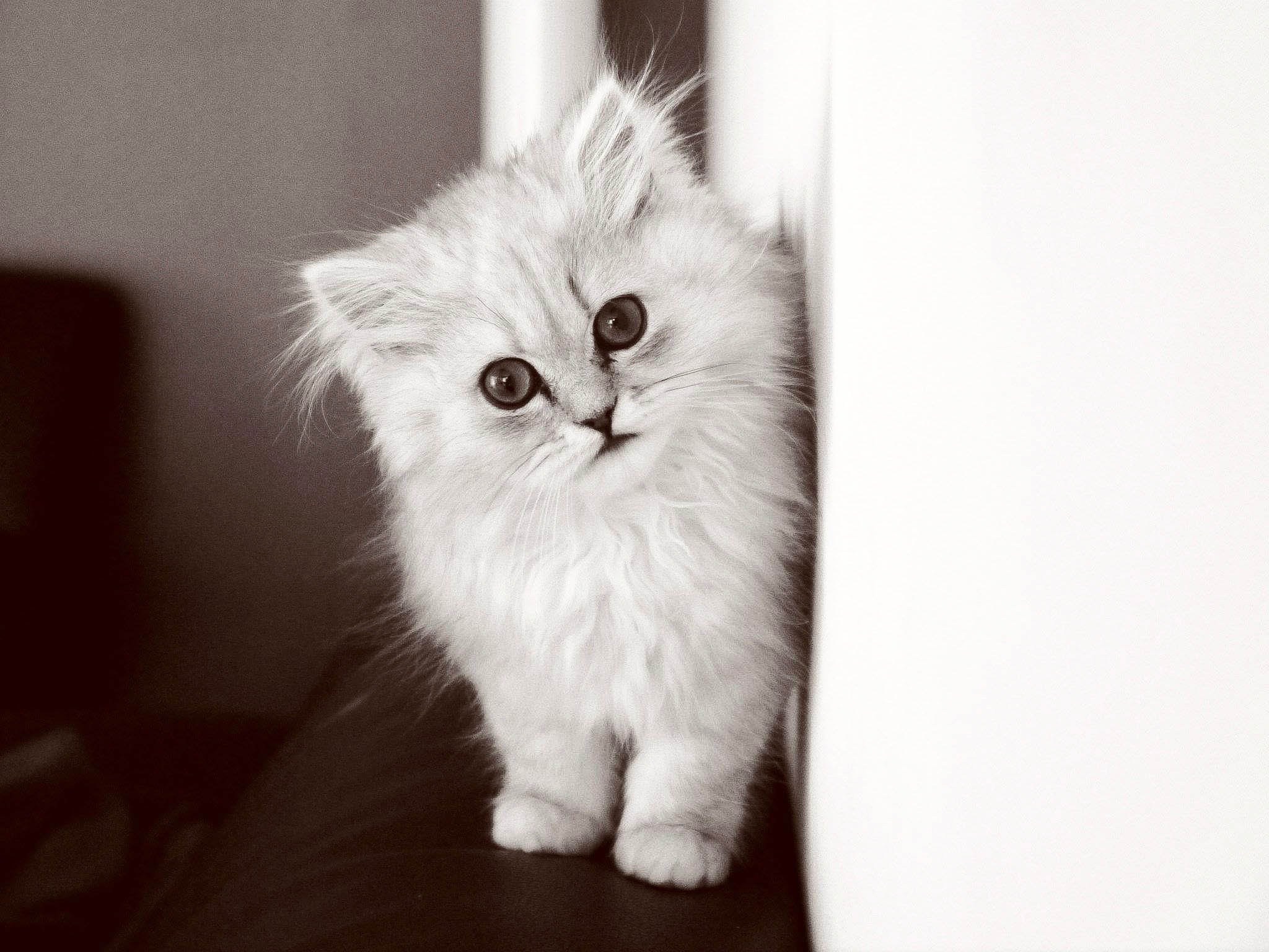 Маленький черный белый котенок. Пушистые котята. Белый пушистый котенок. Пушистая кошка. Маленькие котята пушистые.