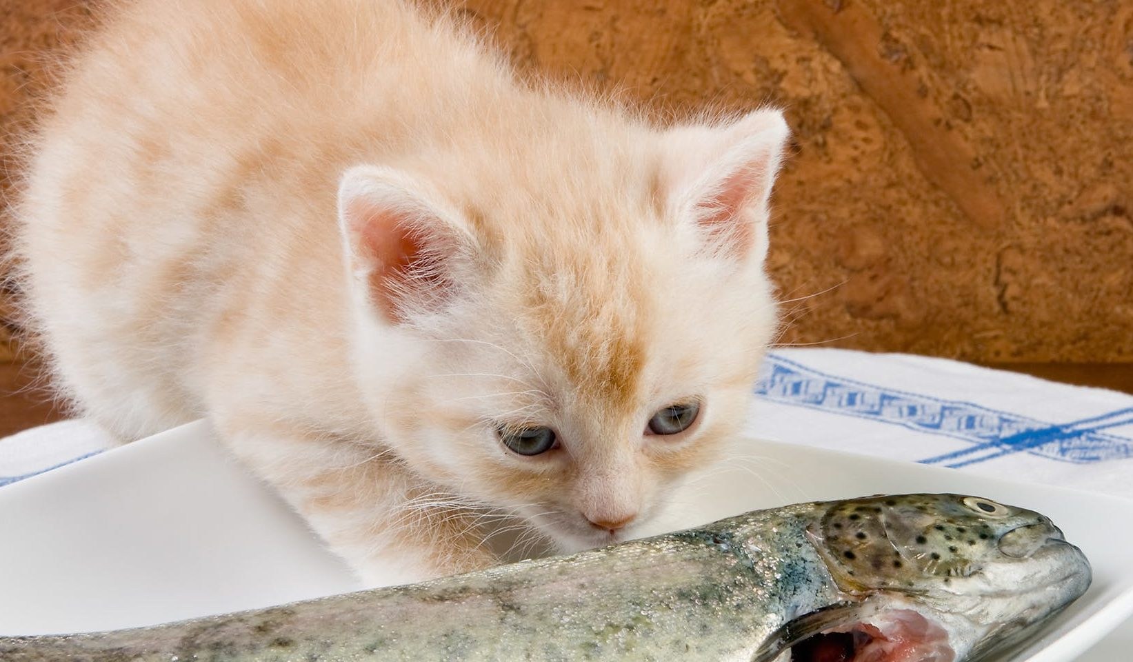 Кошечка рыбка. Рыбки для кошек. Кошка ест рыбу. Котенок и рыба. Котик кушает рыбку.
