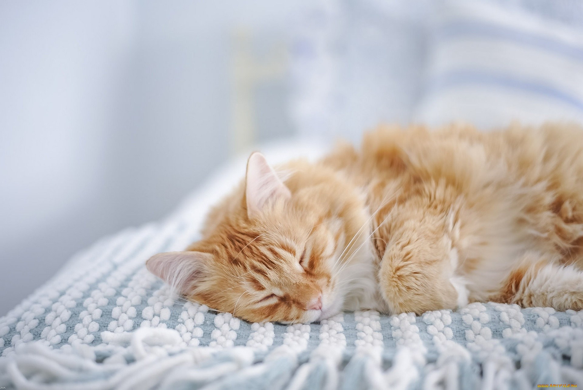Пушистые котята спят. Спящий кот. Спящий котенок. Рыжий кот.