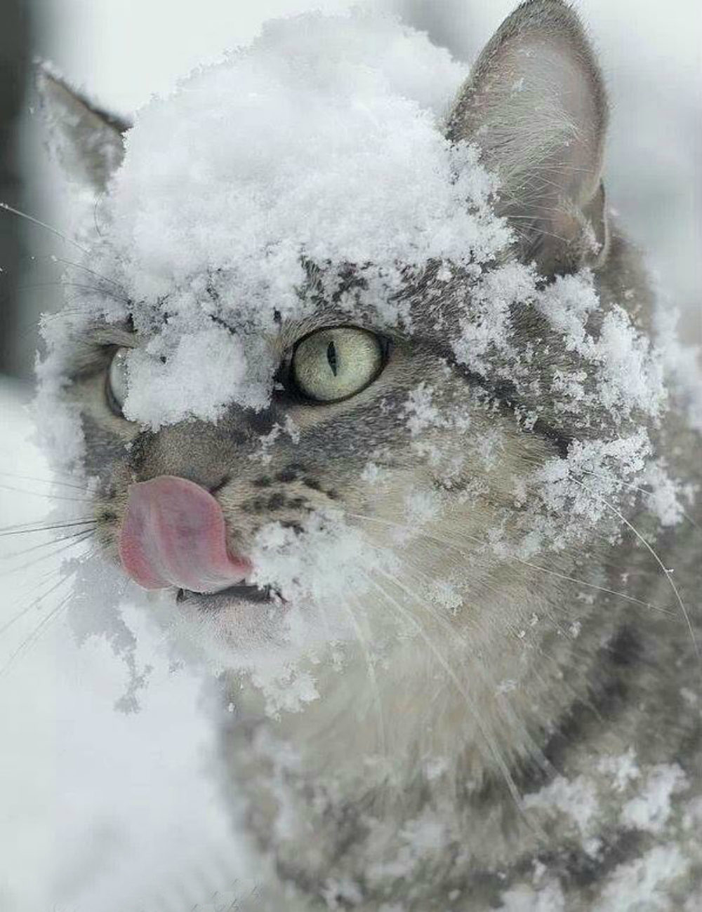 Со снежком. Аляскинский снежный кот. Порода кошек Аляскинский снежный кот. Котик в снегу. Сон кота.