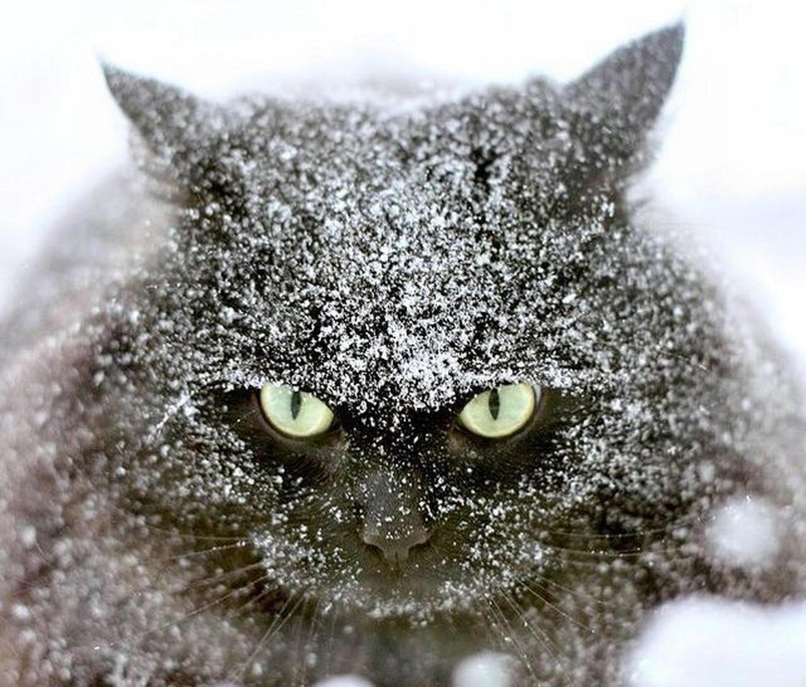 Весело со снегом. Кот в снегу. Кот замерз. Снежные коты. Мордой в снег.