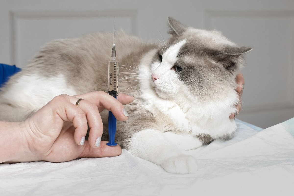 Ветеринар усыпить кошку. Укол в холку подкожно коту. Инъекции кошке внутримышечно. Внутримышечный укол кошке.
