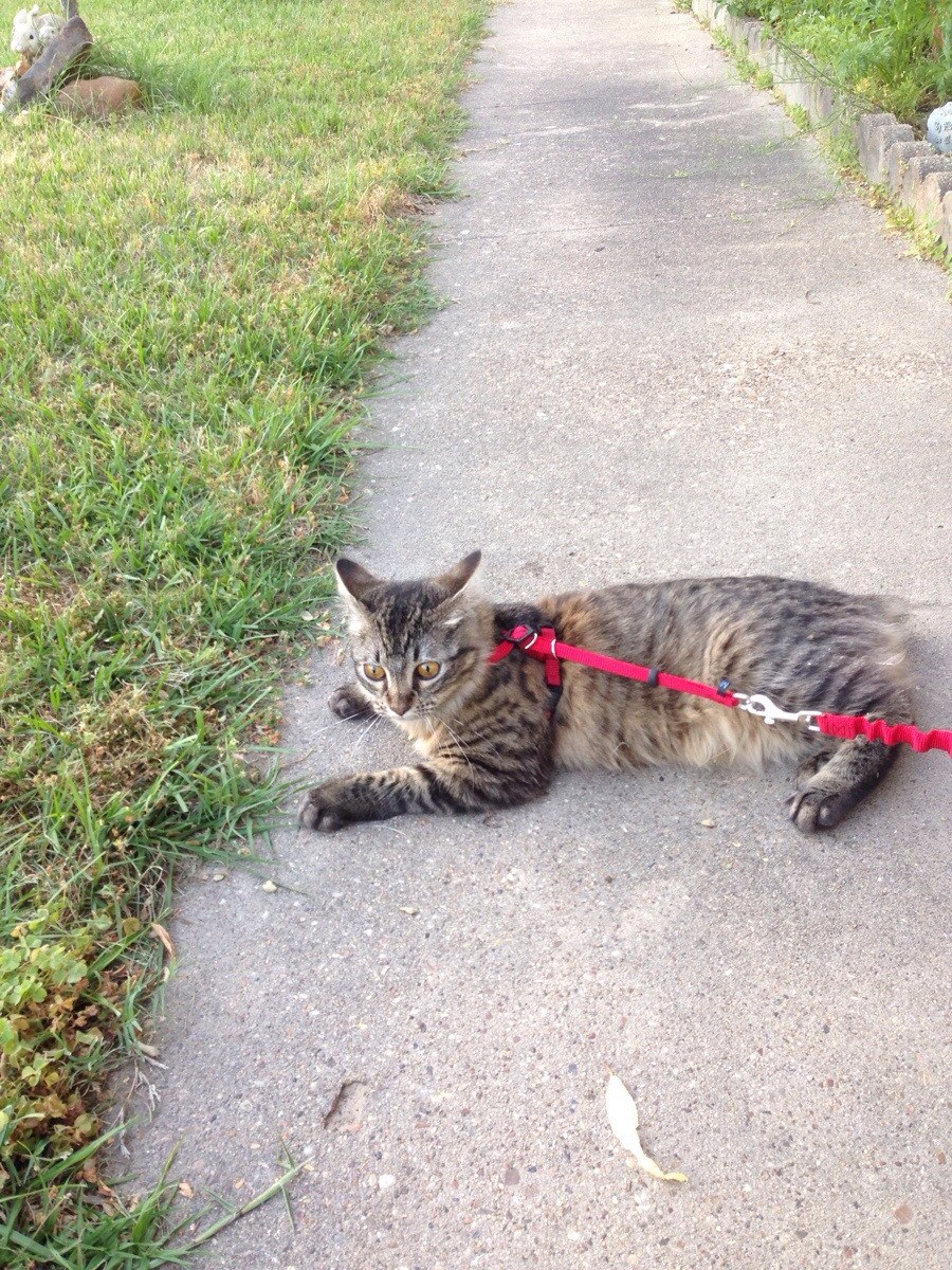 Можно гулять с котом. Кошка на улице. Кошка на поводке на улице. Поводок для кошек. Кошка на прогулке.