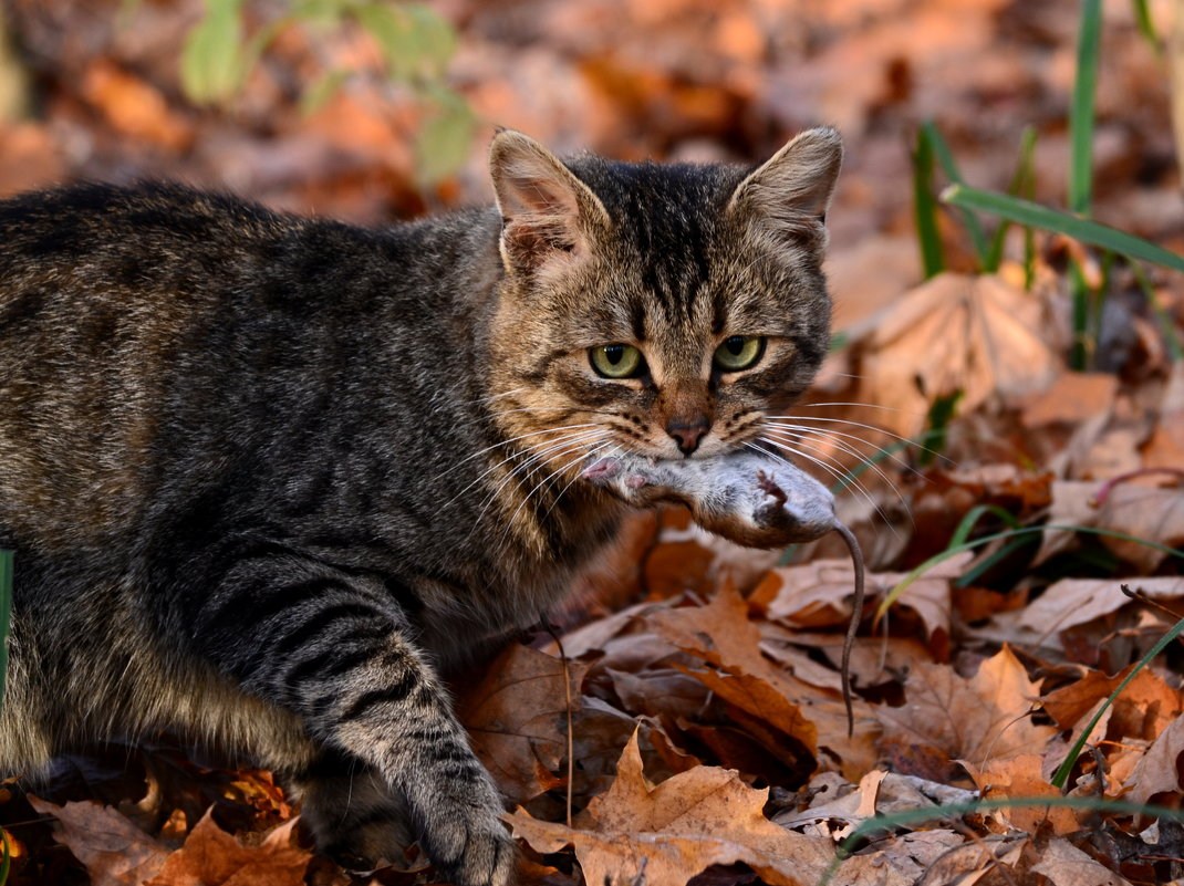 Кот в лесу. Лесной полосатый кот. Крапчатый бурый кот. Кошка охотится. Кошка в лесу.