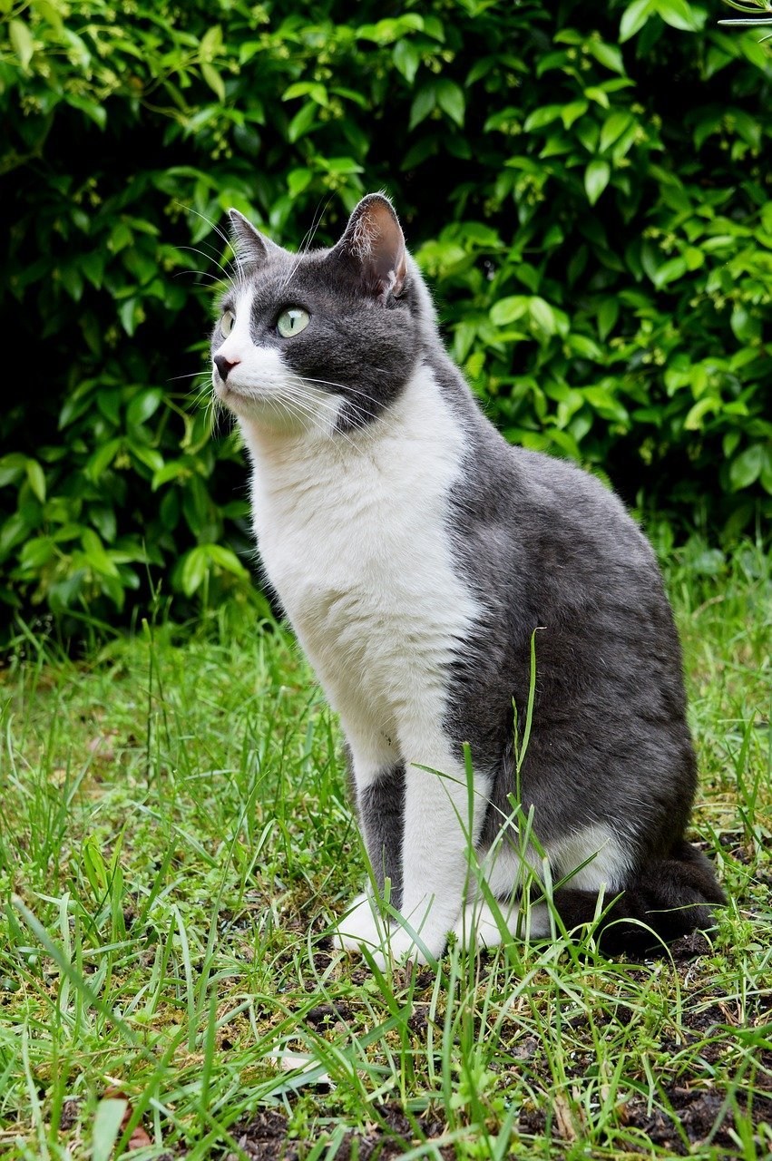 Серо белый котенок - фото онлайн на биржевые-записки.рф