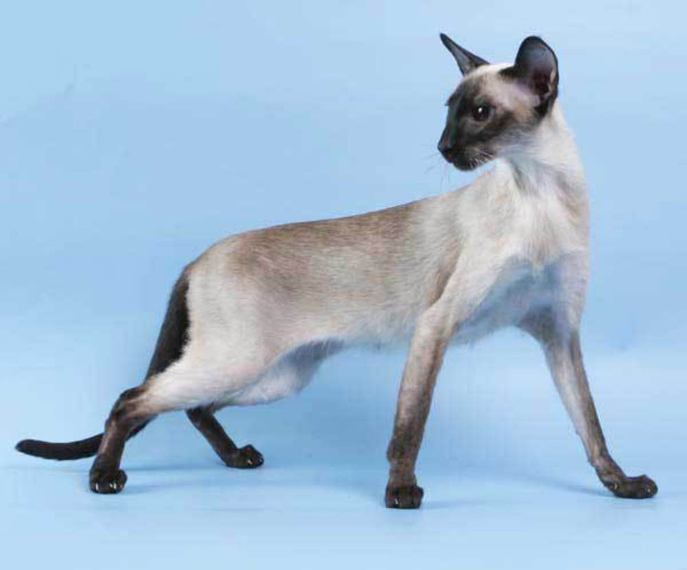 Стандарт породы ориентальной кошки. Сиамская кошка сил-Пойнт. Сиамская Ориентальная кошка. Сиамская и тайская. Сиамская кошка стандарт породы.