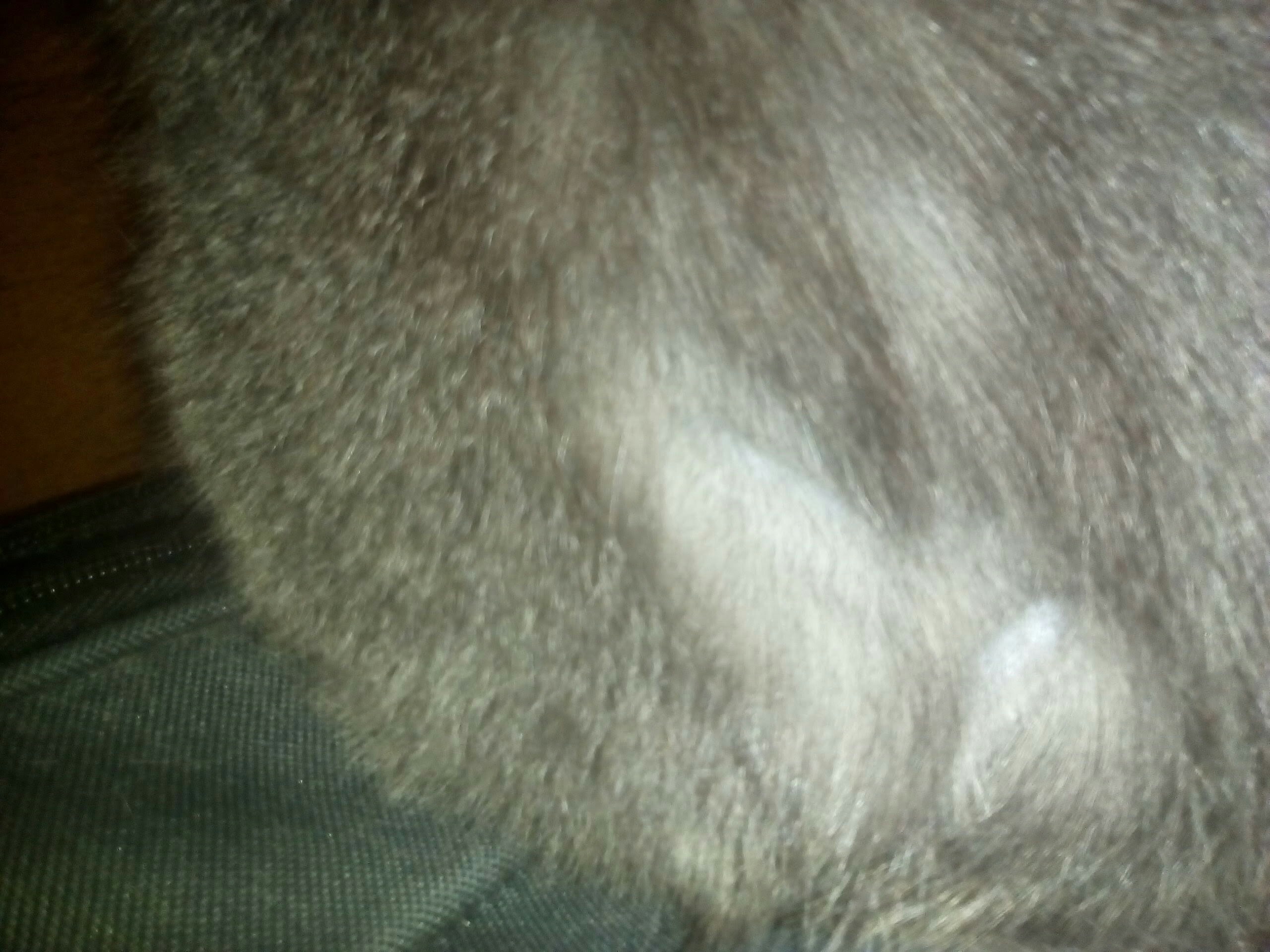 У кота вылезает шерсть клочьями - картинки и фото koshka.top