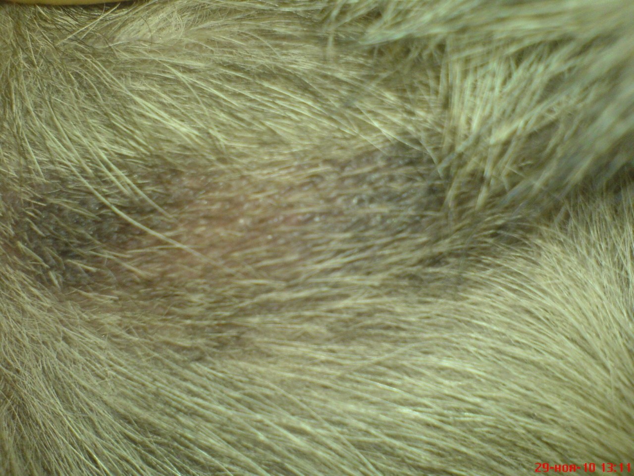 У собаки выпадают волосы. Шерсть собаки. Шерсть выпадает и шелушится у собаки. Заболевания шерсти у собак. Грибковые заболевания кожи у собак.