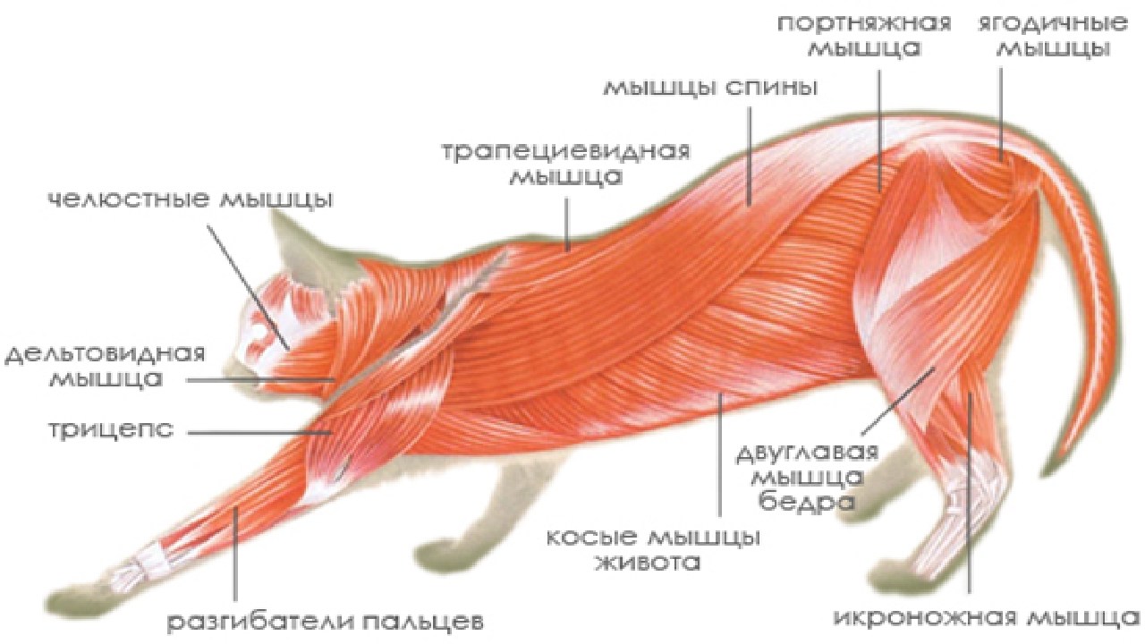 Мышцы кошки анатомия