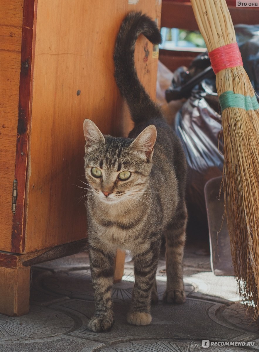 Кошка метит. Кастрированный кот метит. Чем метят коты. Меченые котята.