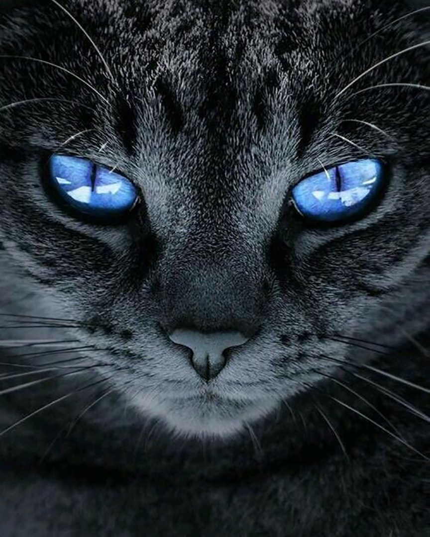Красивые кошки с серыми глазами