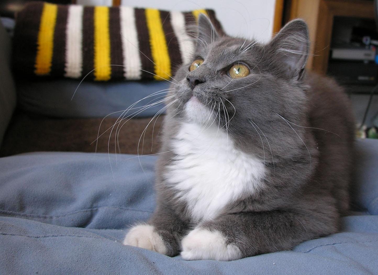 Кошка серая с белыми лапками и грудкой - картинки и фото koshka.top