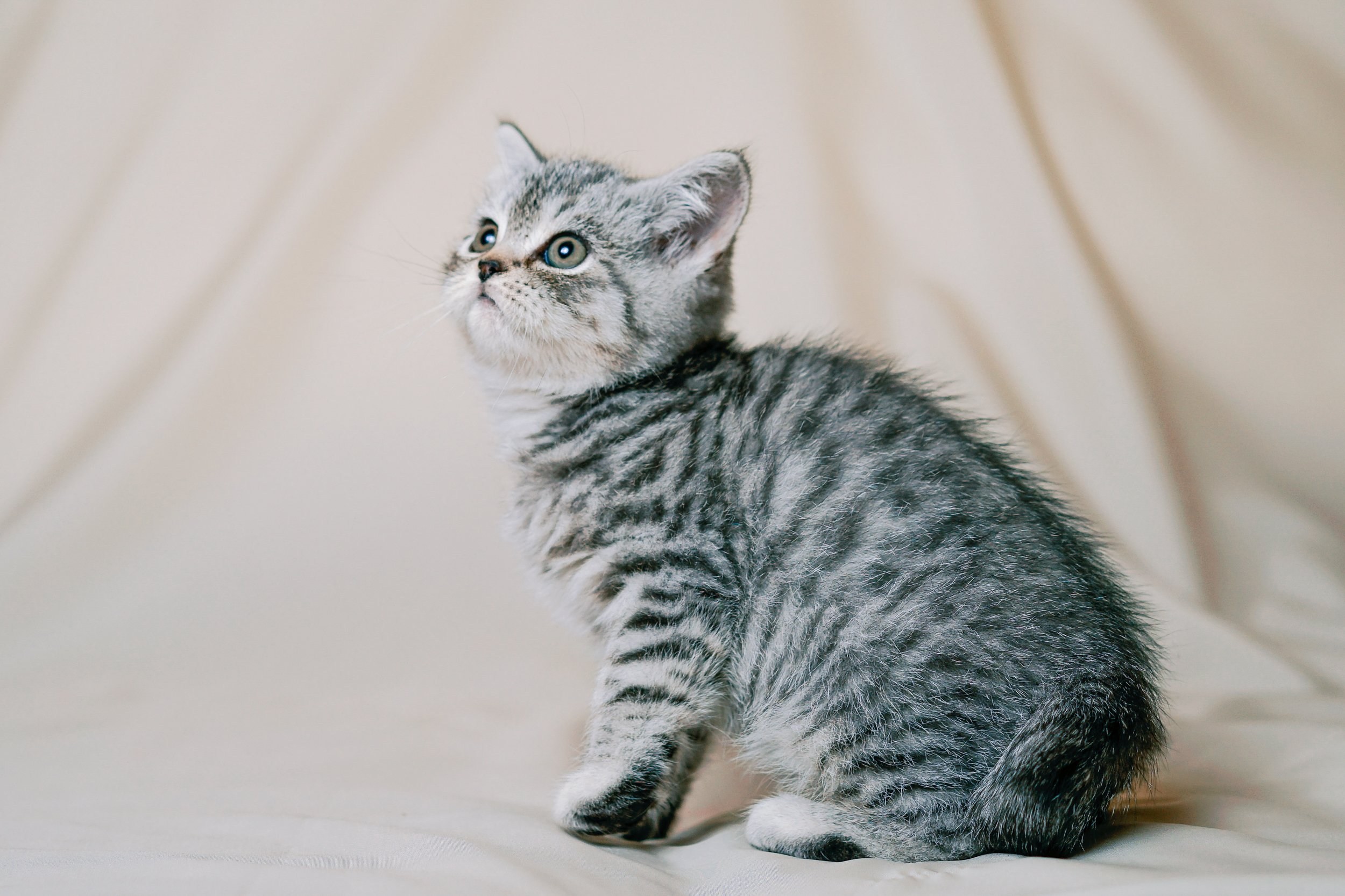 Кличка полосатому. Прямоухий британец полосатый. Британский короткошерстный кот полосатый. Британская кошка короткошерстная полосатая. Британские котята окрас вискас.