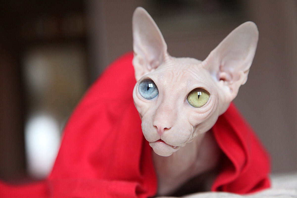 Сфинкс кошка с разными глазами - картинки и фото koshka.top