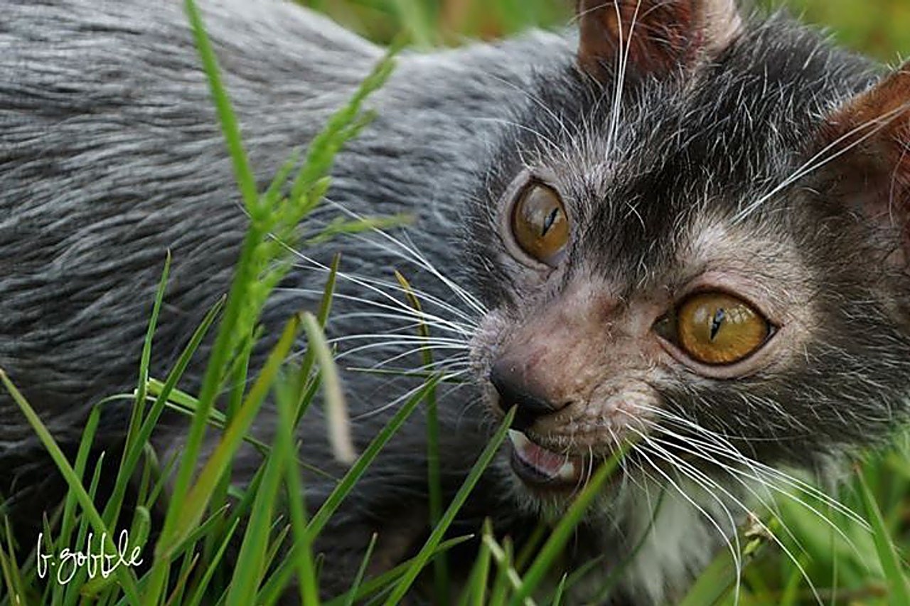 Ликой фото. Коты Ликои. Кошка оборотень Ликой. Ликой (Lykoi). Порода Ликан.