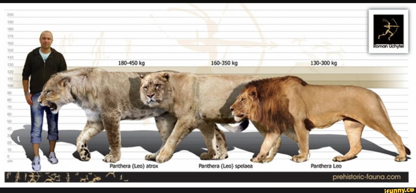 Высота льва - картинки и фото koshka.top