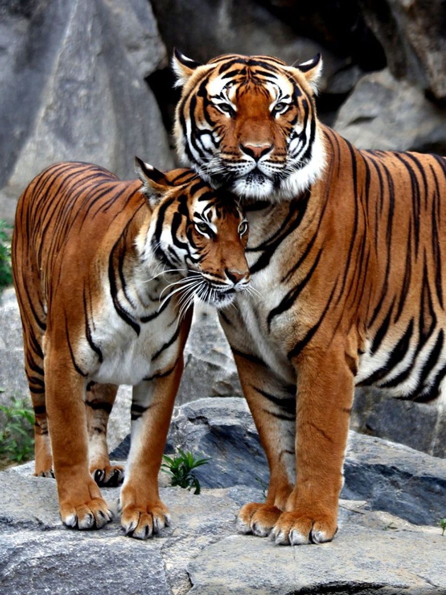 Тигр и собака в природе