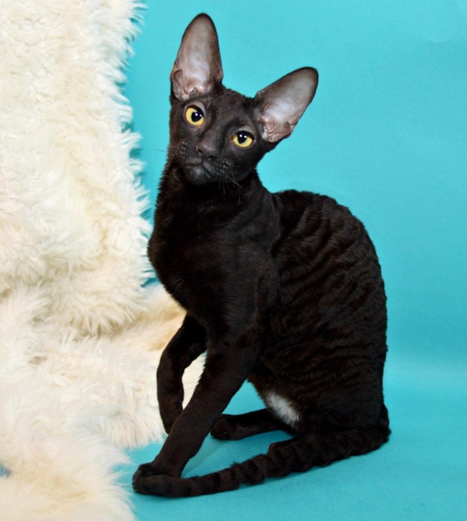 Очаровательный котенок породы корниш-рекс черного окраса