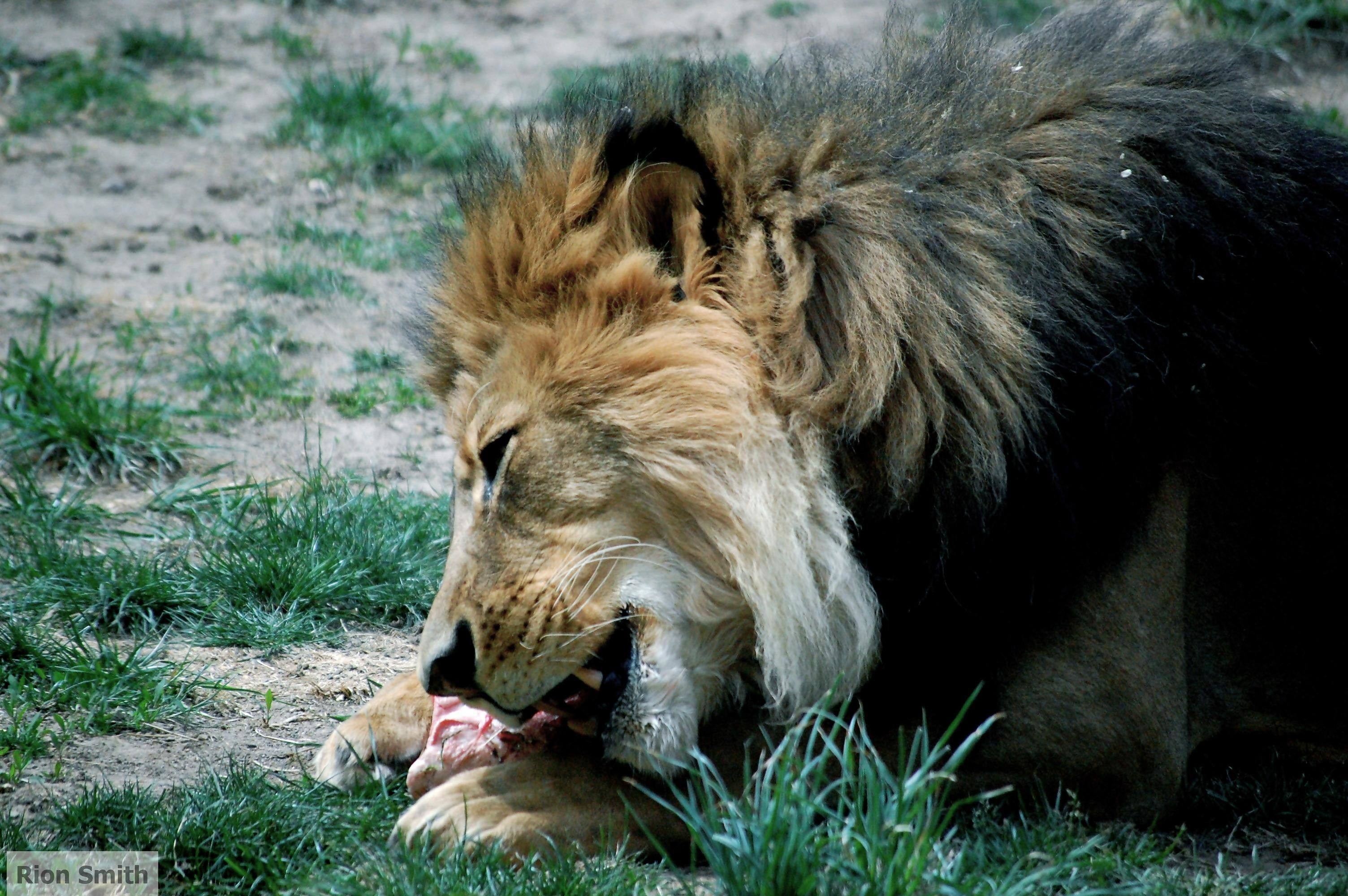 Лев ест живем. Лев спящий.