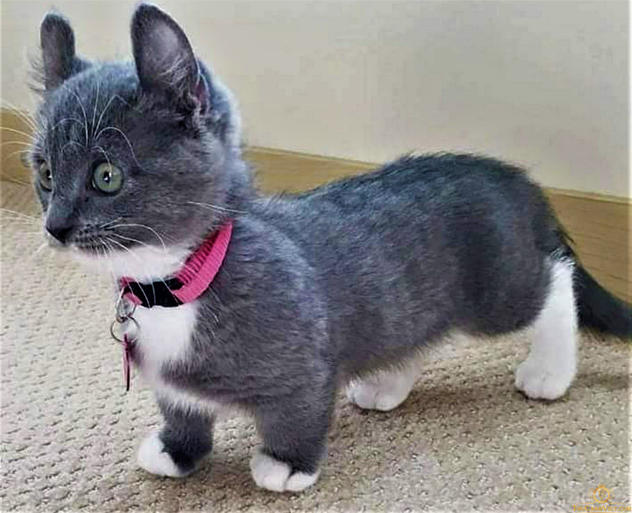 Short кот. Манчкин кинкалоу. Манчкин кинкалоу котенок. Коротколапые кошки порода Манчкин. Манчкин серый котенок.