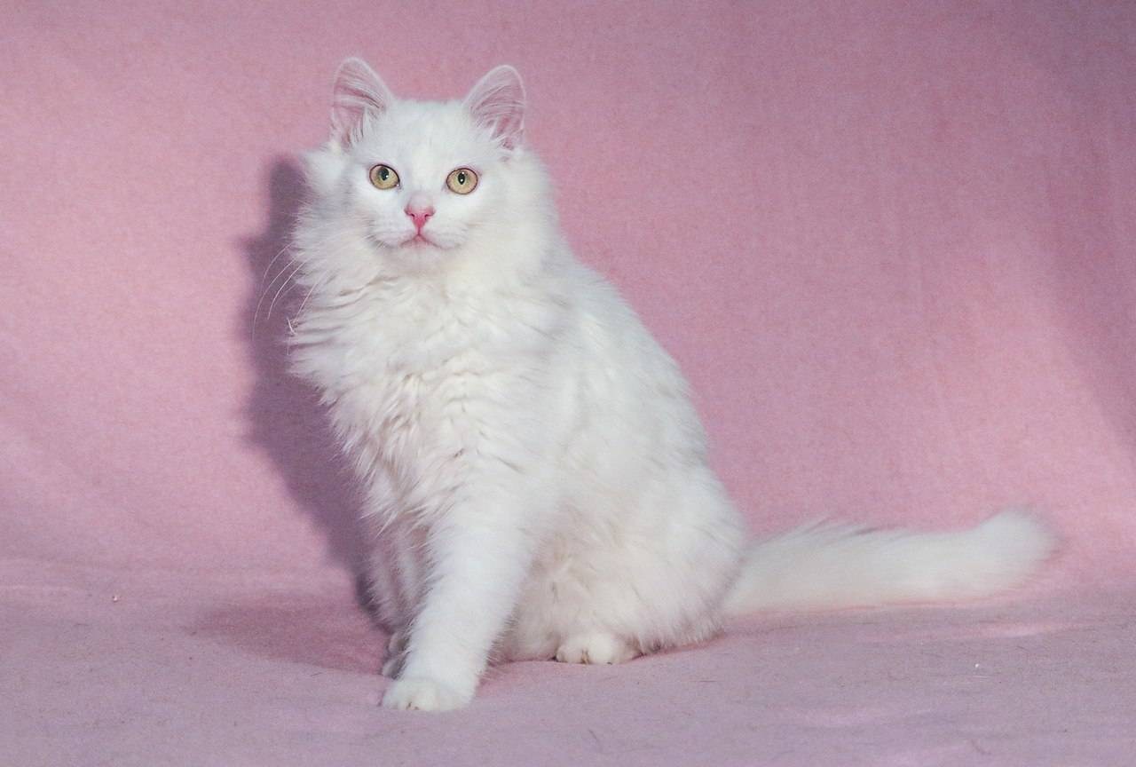 Белая ангорская кошка в розовом платье и вся в украшениях фото