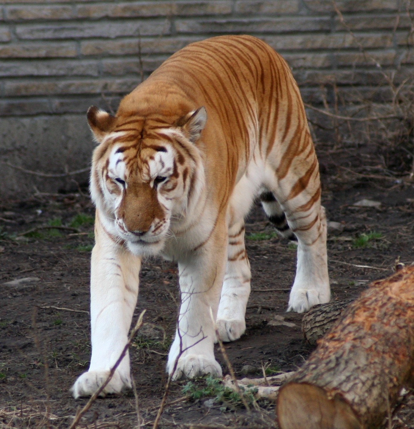 Какой тигр сильнее. Золотой бенгальский тигр. Тигр Golden tabby. Золотой тигр альбинос. Бенгальский золотой Лигр.