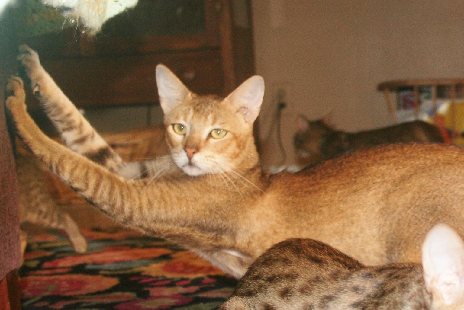Домашний камышовый кот