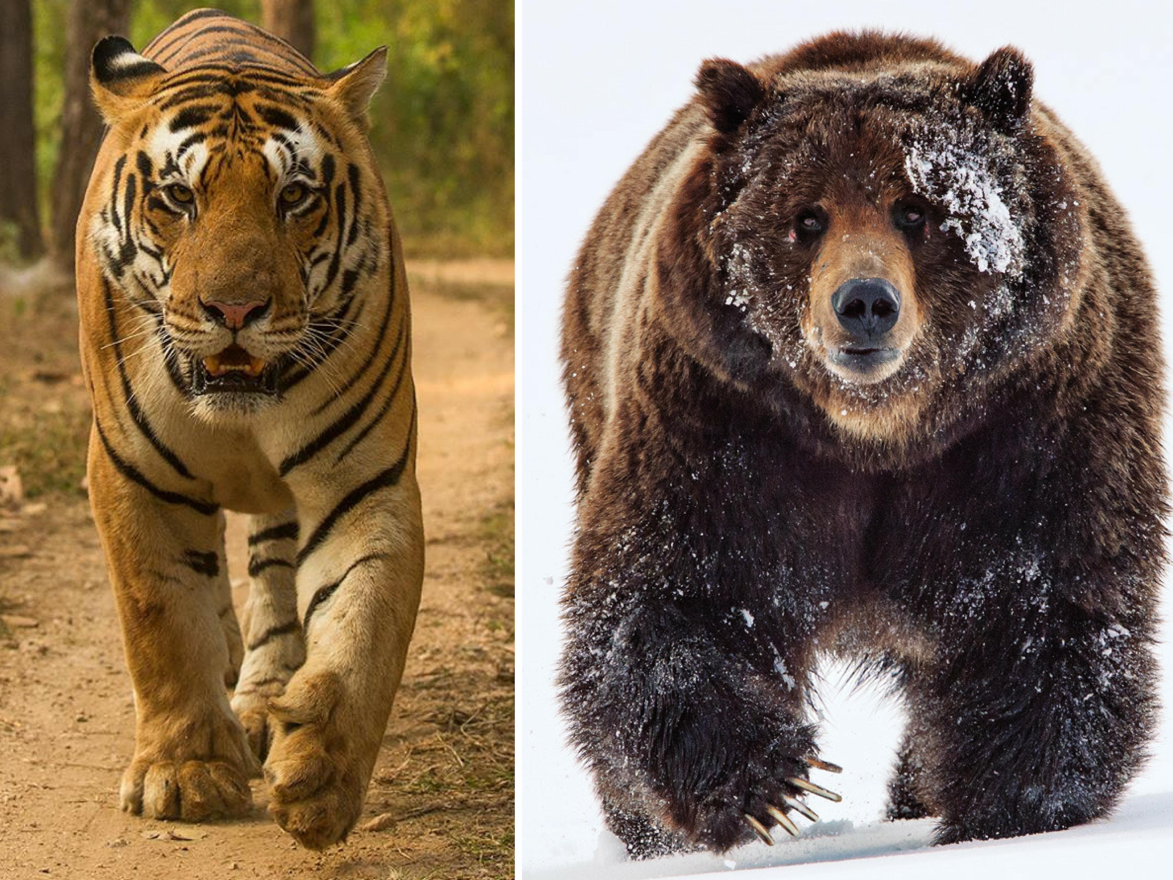 Кто сильнее медведи или бурые медведи. Медведь Гризли против тигра. Медведь Кадьяк против тигра. Амурский тигр против бурого медведя. Тигр Ngandong Tiger.
