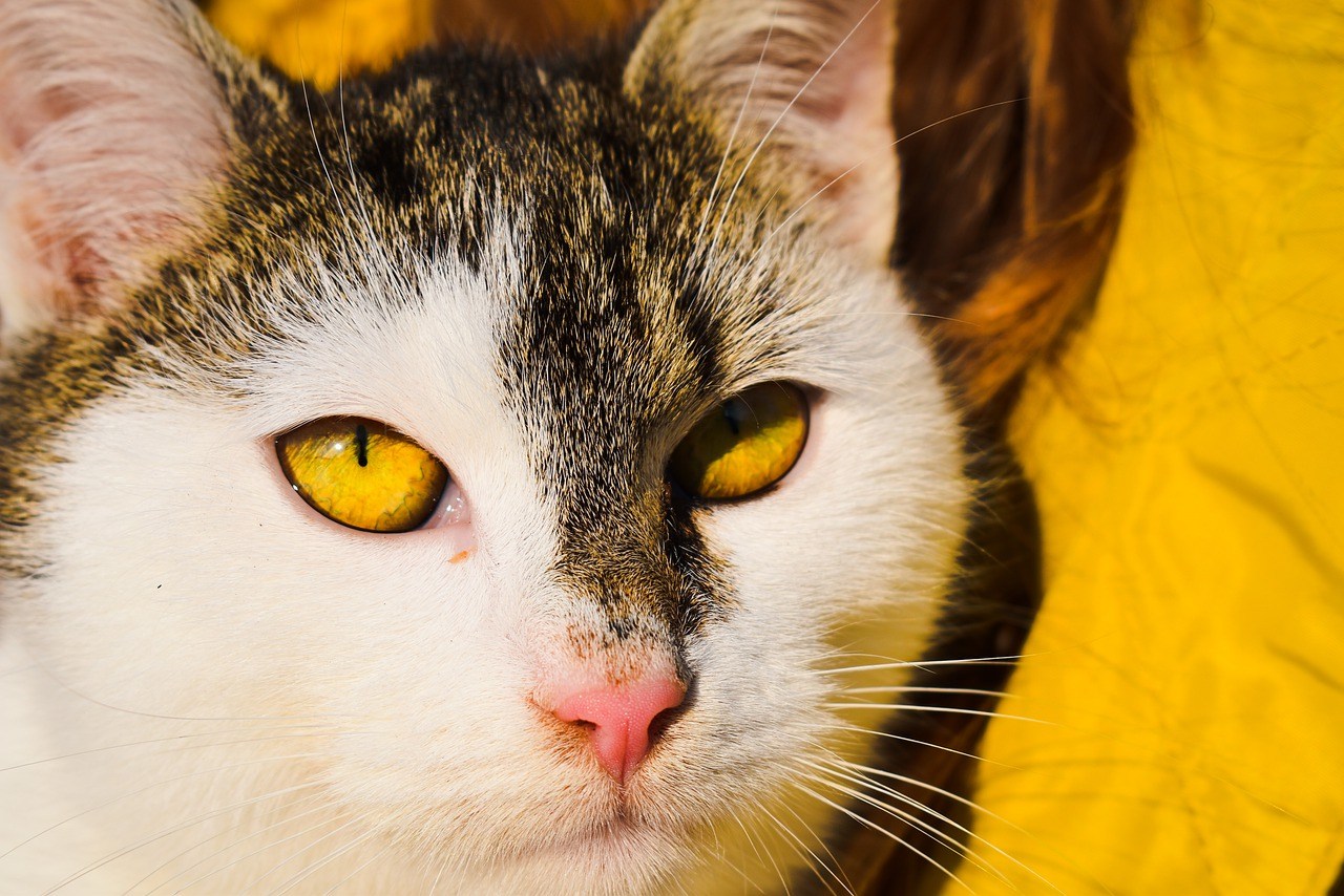 Желтыми как кошачьи глаза какое средство. Желтая кошка. Пазлы кошка зеленые глаза. Желто зеленые глаза у кошек. Пазлы кошка зеленые глаза девушка.