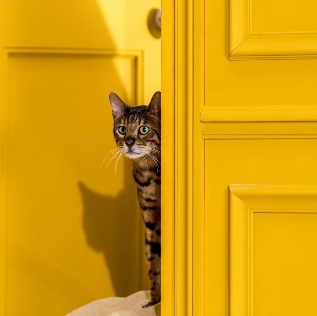 фотографии желтых кошек