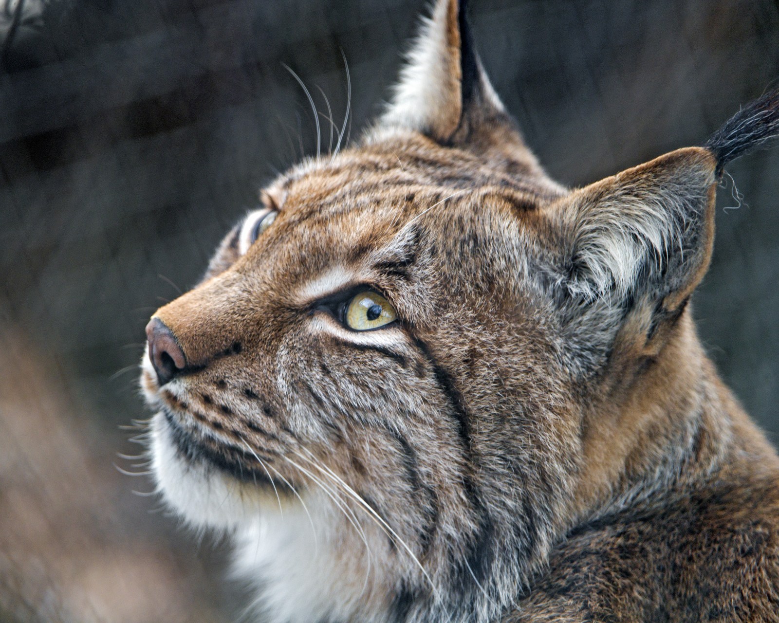 Рысь лицо. Lynx Lynx Евразийская Рысь. Бакенбарды у рыси. Рысь Лесная кошка. Рысь (Аллюр).