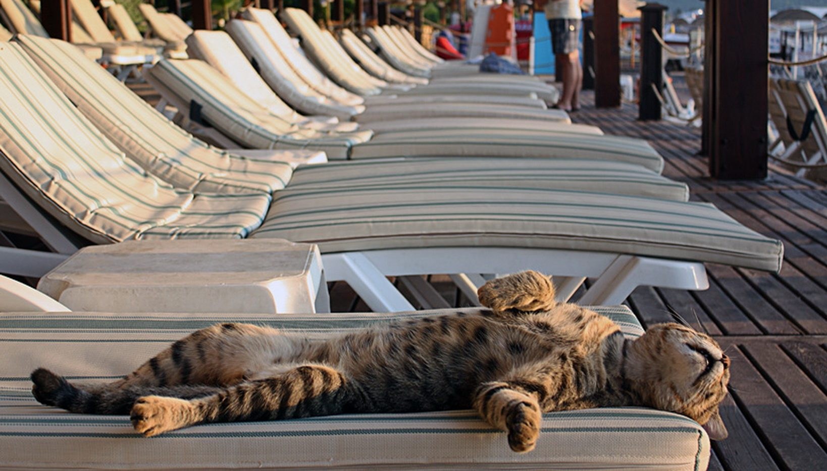 Расслаблено или расслабленно. Кот отдыхает. Кот на лежаке на пляже. Кот на шезлонге. Кот отдыхает на пляже.