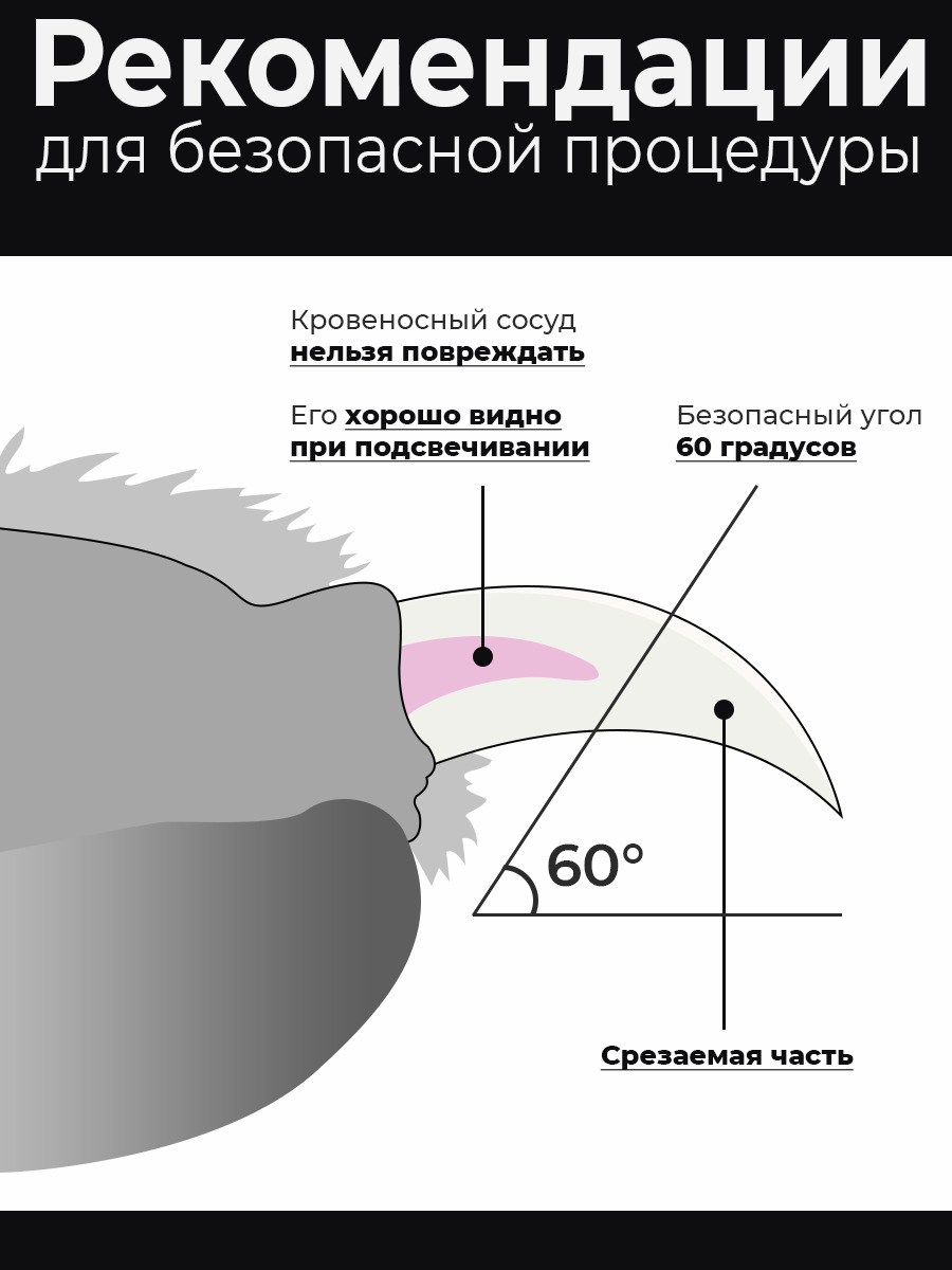 Строение когтя собаки фото