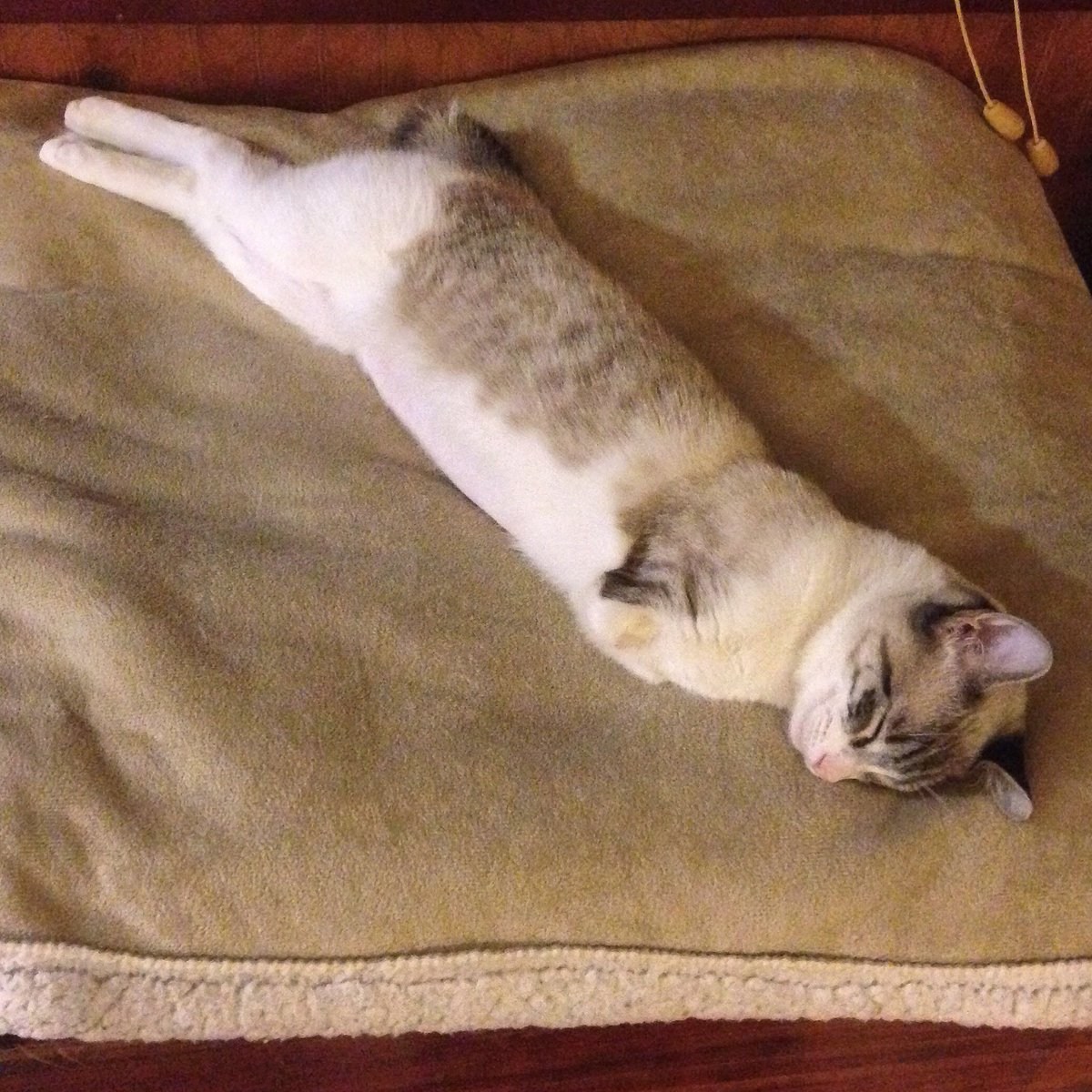 Спящий кот с вытянутыми лапами