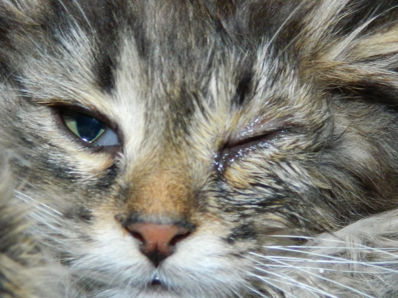 Кошка прищуривает один глаз: причины раздражения и уход