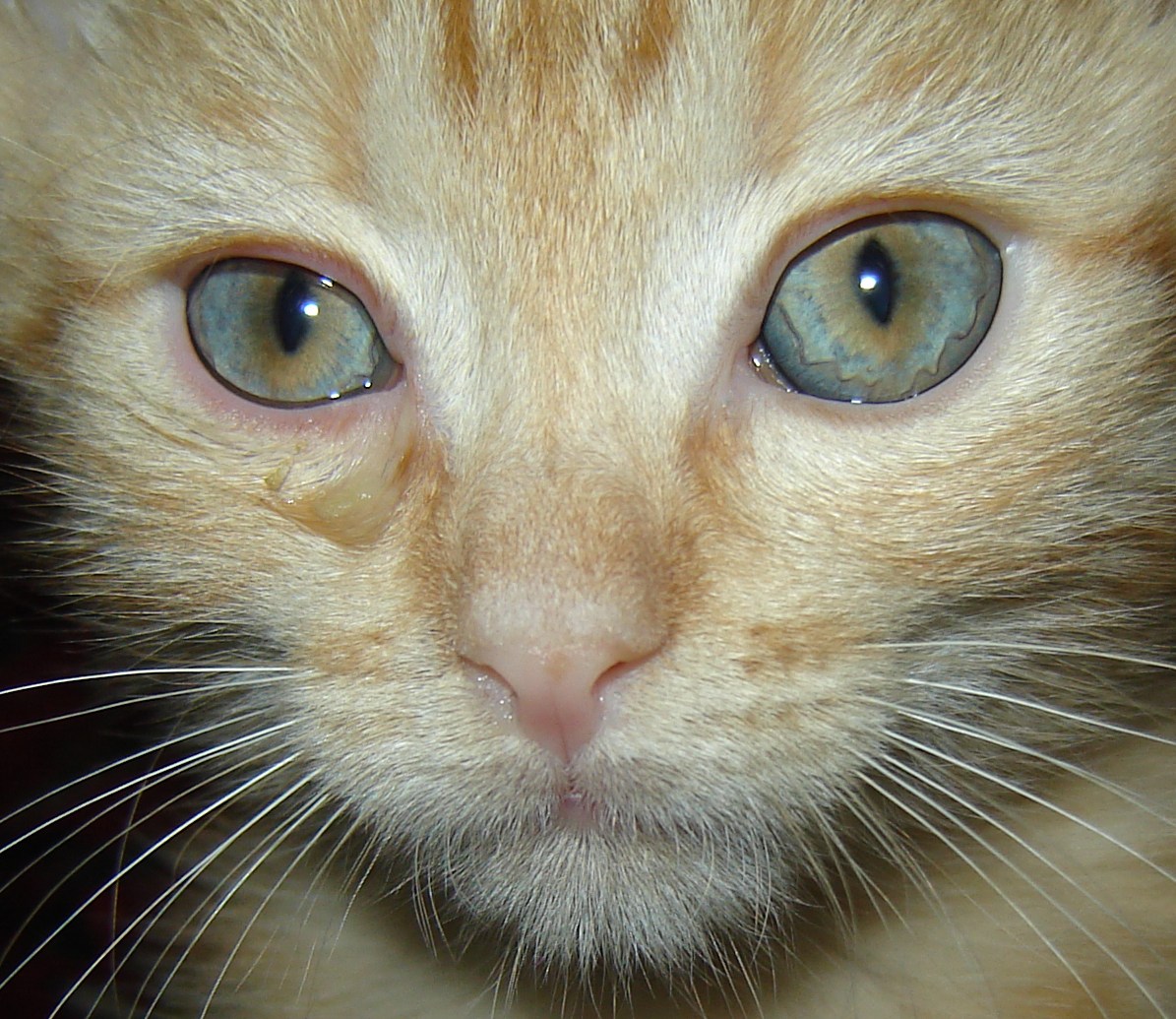 Слезятся глаза чем помочь. Воспаление третьего века у кошки. Аллергия у кота глаза слезятся. Кот чихает и слезятся глаза.