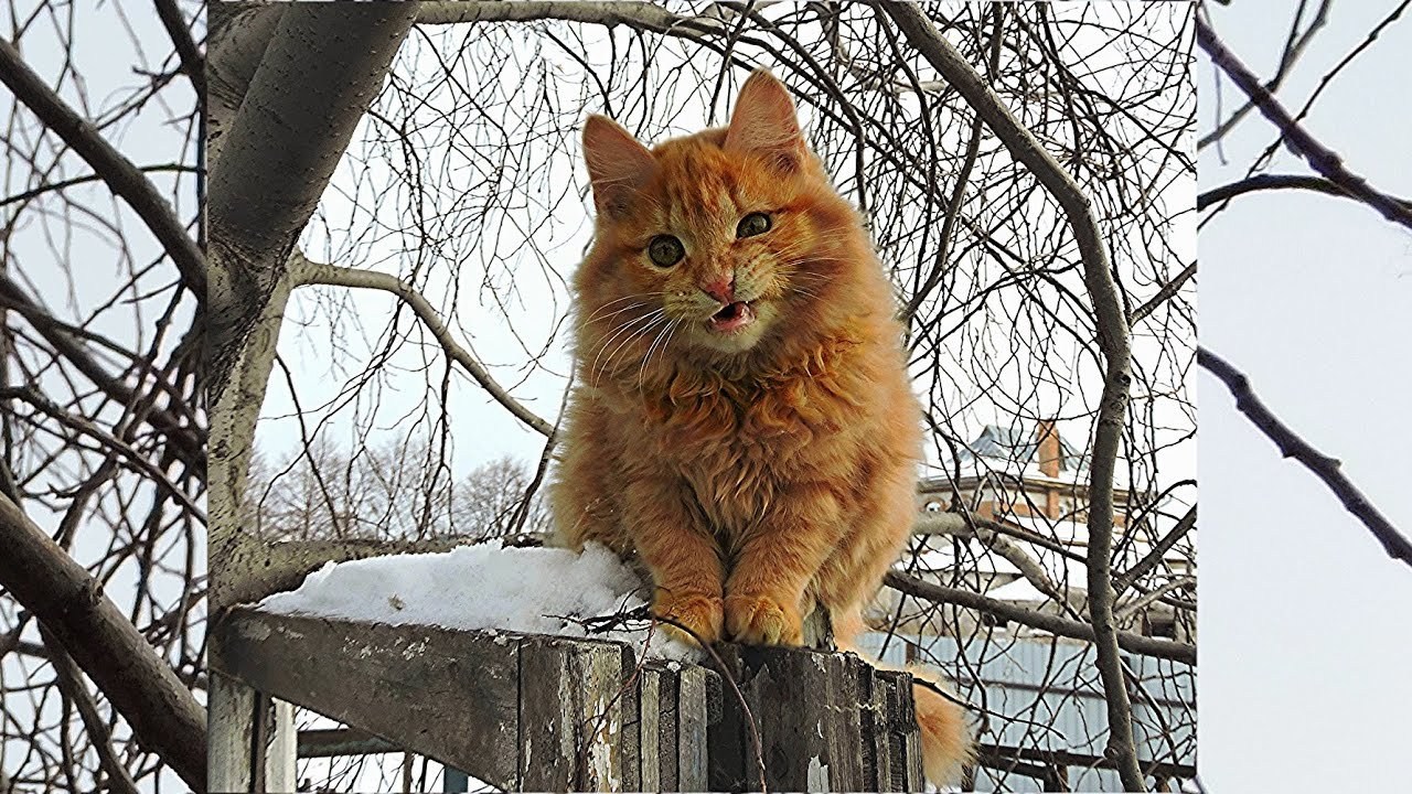 Cat farm. Рыжие Сибирские коты. Кошляндия Аллы Лебедевой. Кошка Сибирская Кошляндия.