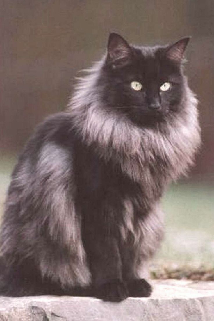 Норвежская Лесная кошка черного окраса