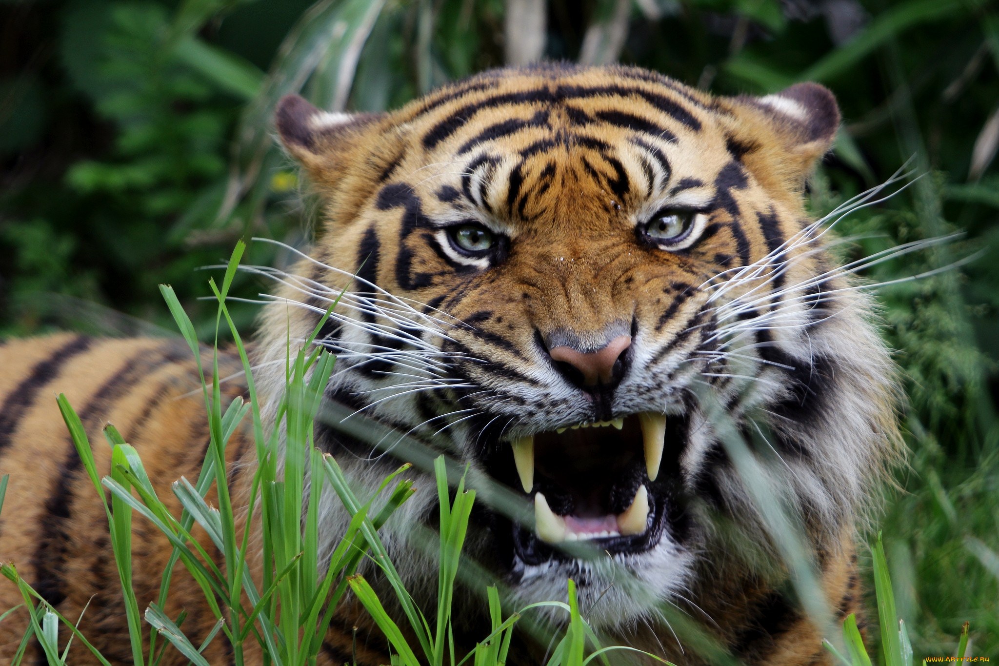 Tiger. Уссурийский тигр. Уссурийский тигр оскал. Амурский тигр оскал. Амурский тигр рычит.