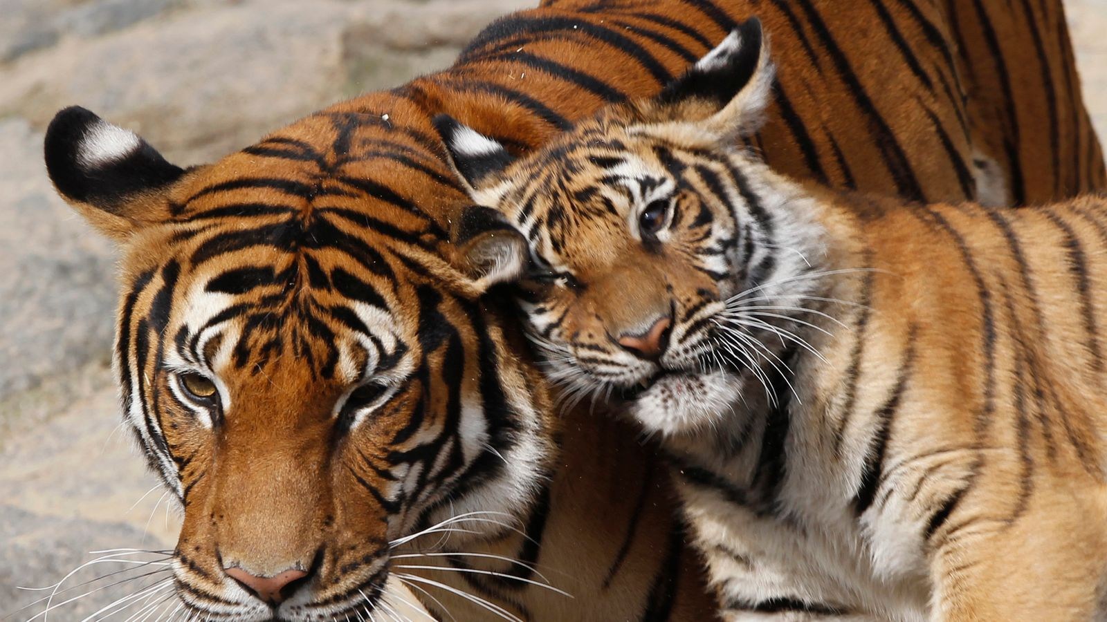 Семья амурских тигров