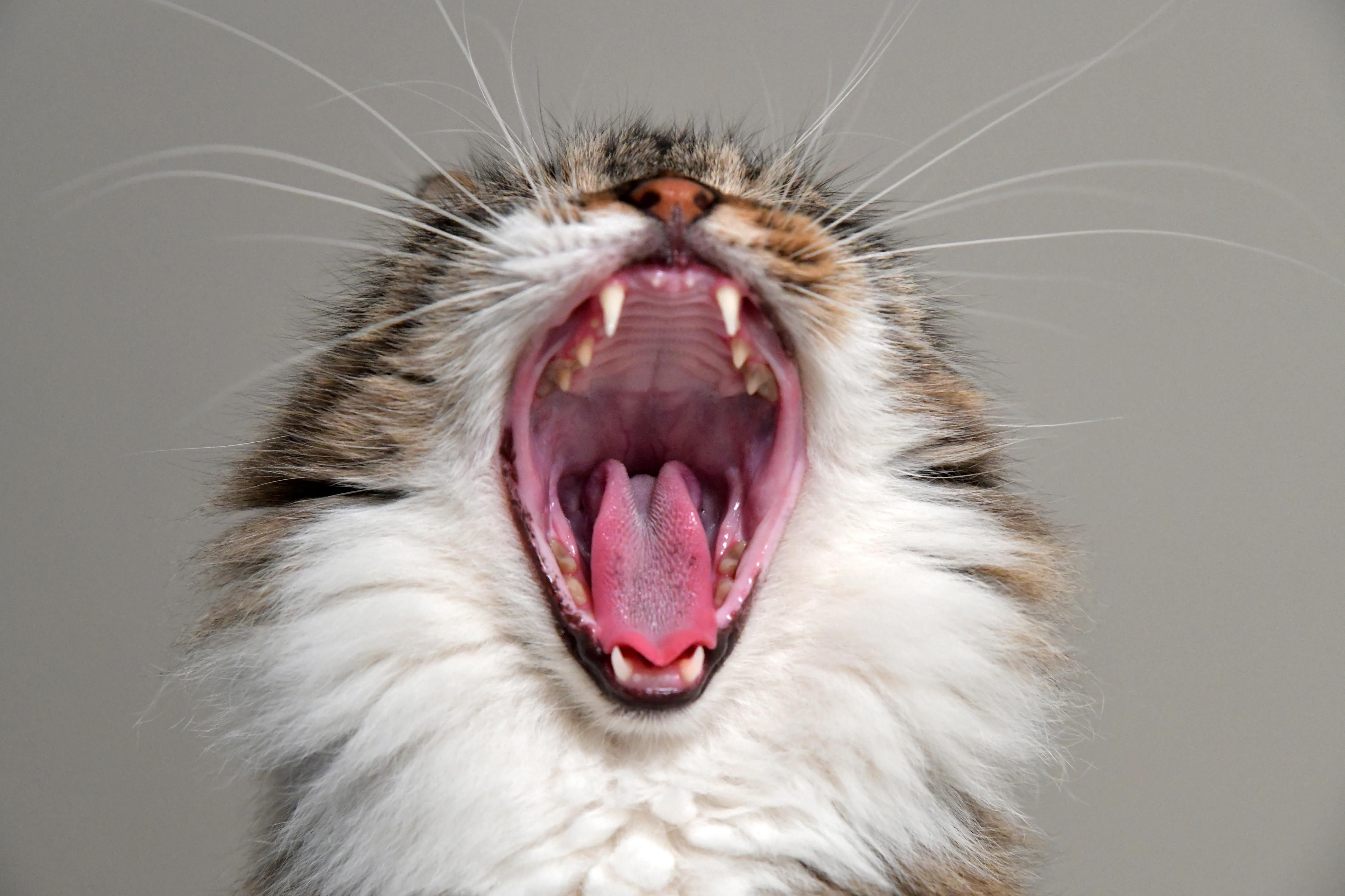 Кошка без зубов. Кошка зевает.