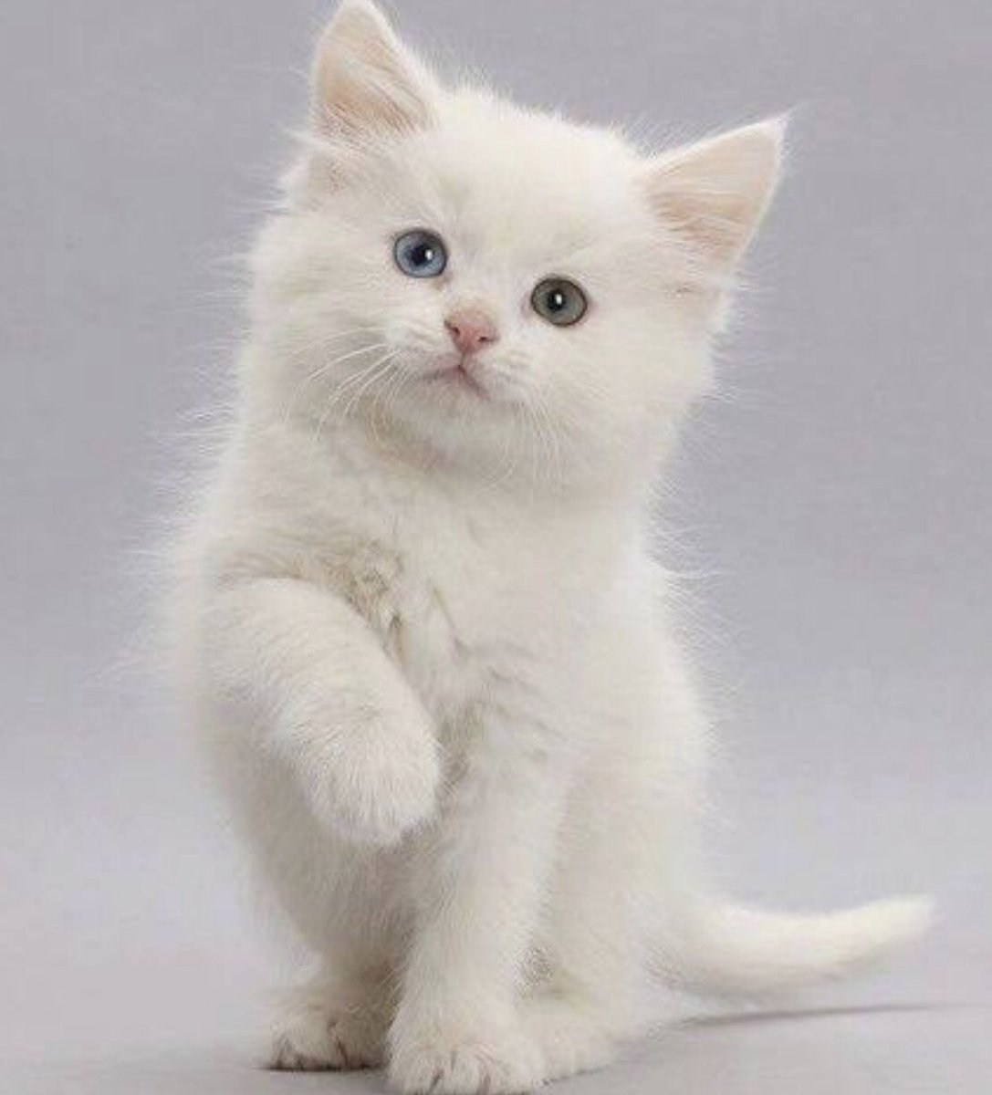 White kitten. Турецкая ангора серая. Белый котенок. Белый пушистый котенок. Маленький Беленький котенок.