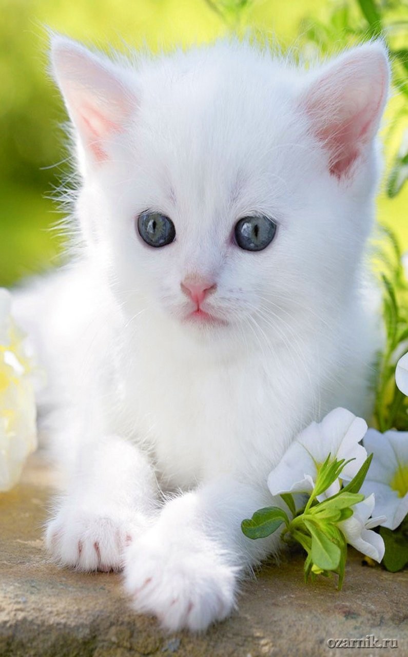Маленький белый котенок
