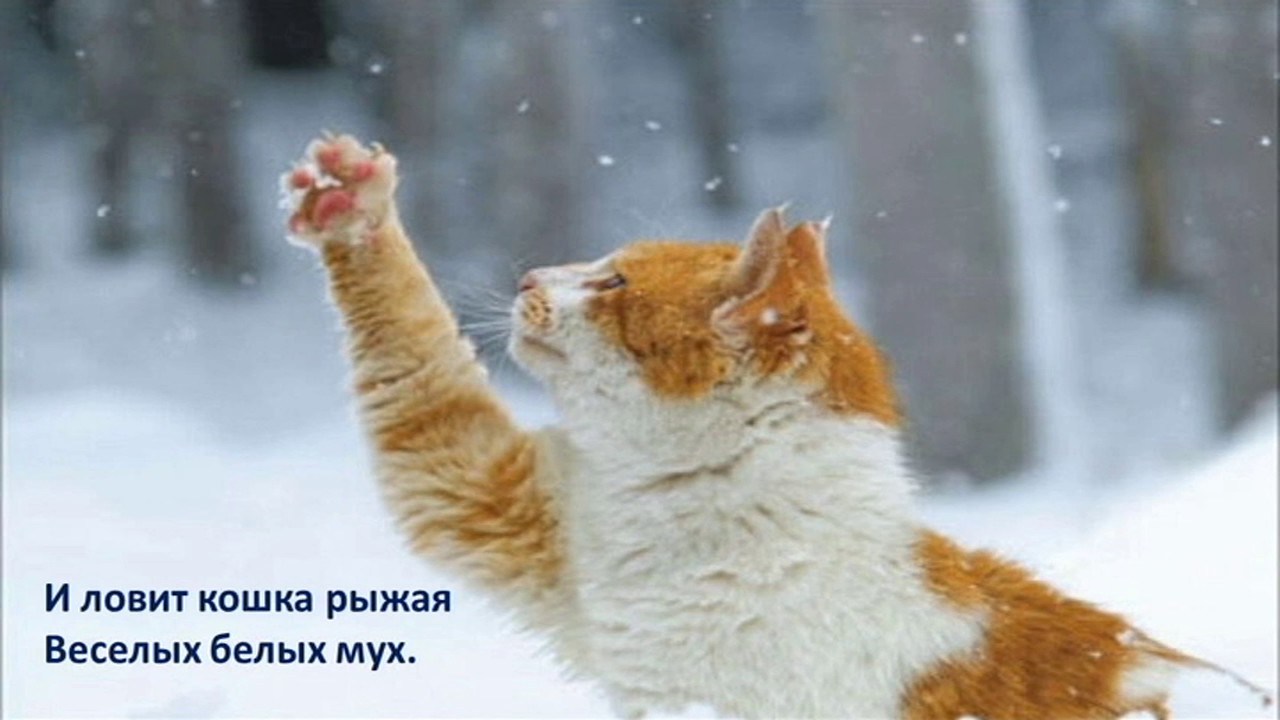 Рыжий кот ловит снег