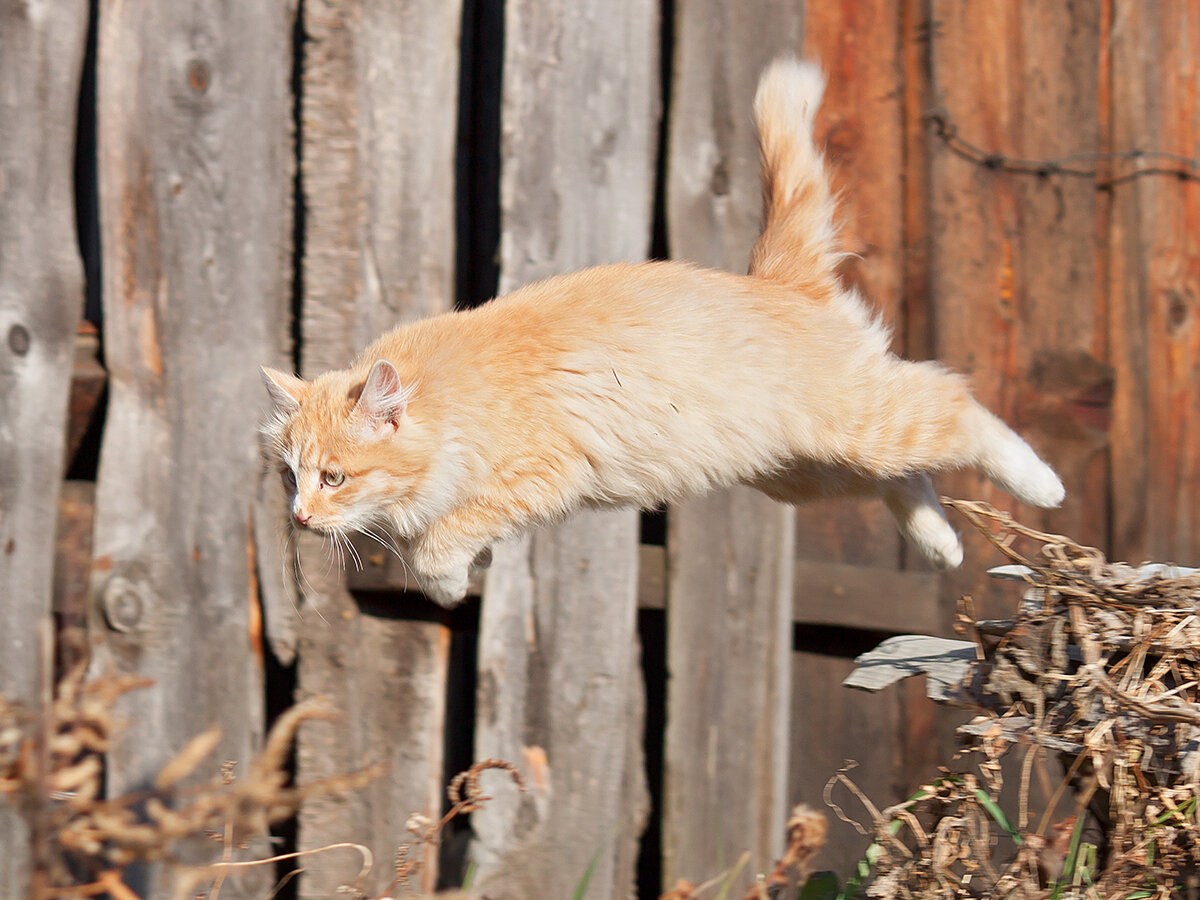 Рыжий сбежал. Рыжий дворовый кот. Дворовые рыжие коты. Рыжий кот бежит. Рыжий кот сбежал.