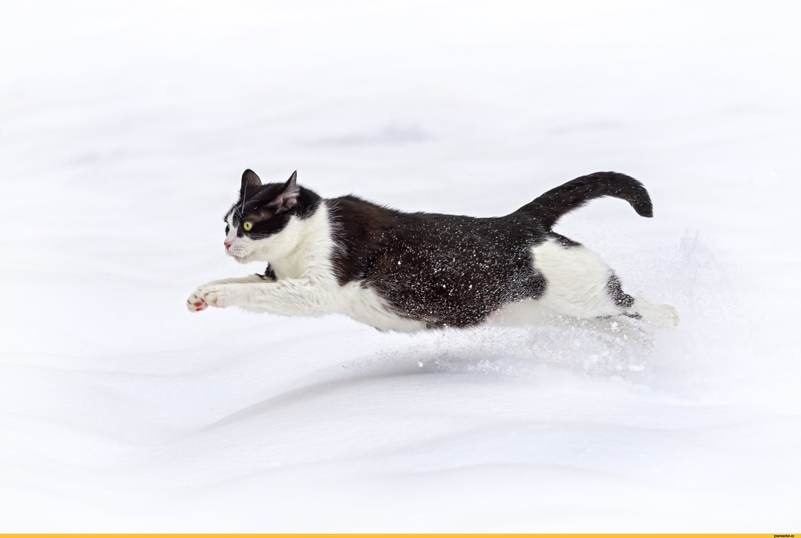 Action cat. Кот бежит. Кошка бегает. Кот бежит по снегу. Кот удирает.