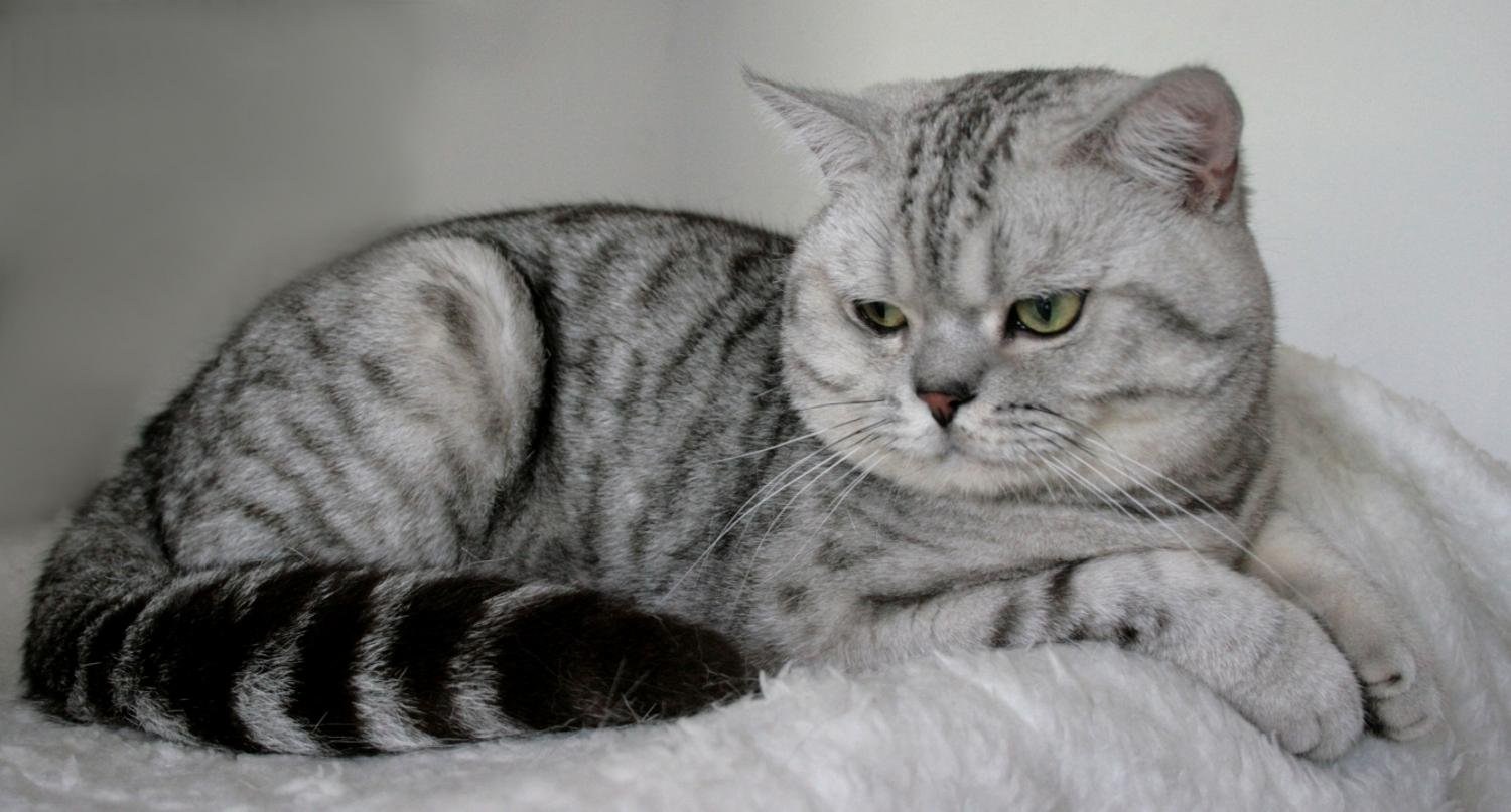 Британский кот прямоухий полосатый фото
