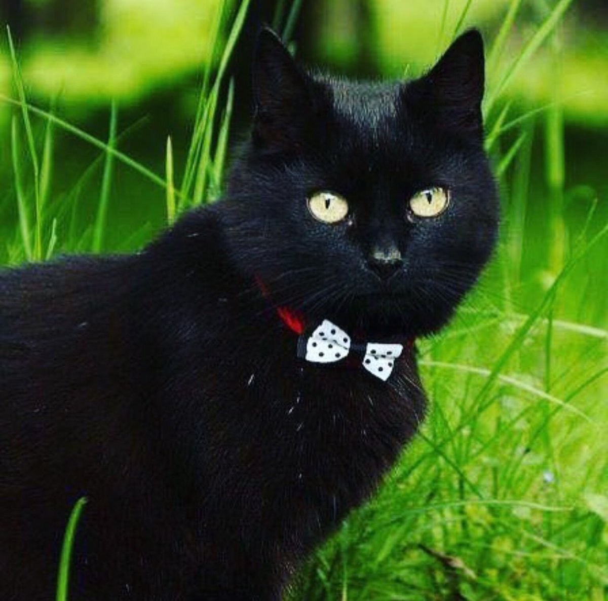 Толстые черные кошки